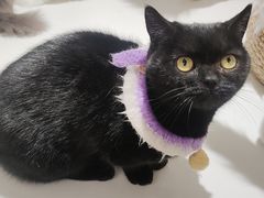 -怪兽屋·羊驼·猫咖·狗咖(俊华广场店)