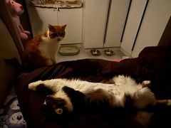 -宠物星动物医院·眼科·异宠·猫科(江南大道总院)