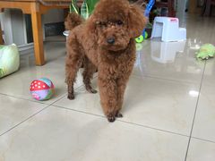 -惠康宠物医院(华能路店)