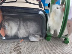 -瑞派康怡24h宠物医院·犬猫医疗中心·微创绝育(瑞景分院)