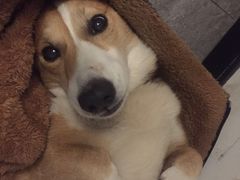 -美美宠物诊疗中心·异宠·骨科(滨江东信分院)