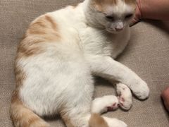 -猫和宫(六道口店)