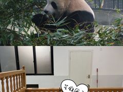 -成都大熊猫繁育研究基地