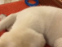 -翊宠yipet猫狗购宠庄园犬舍•猫舍