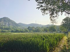 -八卦田遗址公园
