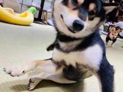 -逗柴咖啡屋·狗咖猫咖宠物桌游