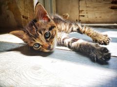 -海边的猫和咖啡馆