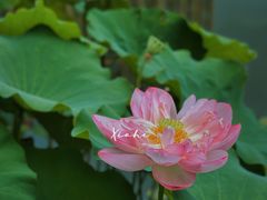 -陈家山荷花公园
