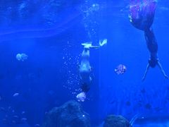 -石家庄极地海洋世界