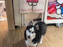 -喵小馆·猫咖狗咖猪咖·饮品店