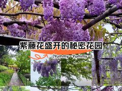-嘉定紫藤园