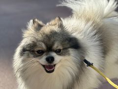 -爱侣·安琦尔宠物医院·中兽医针灸·心内科·狂犬免疫点(宝山区院)