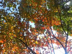android_upload_pic-广州市石门国家森林公园