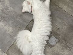 -楼上猫咖(罗湖店)