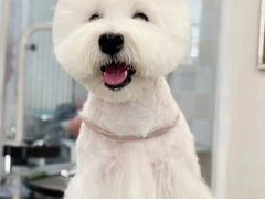 -萌宠之家·腊肠犬·马尔泰·小体犬舍