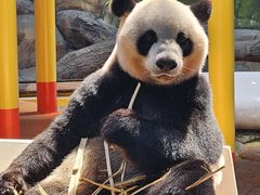 -广州长隆野生动物世界