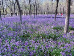 -马家湾湿地公园