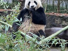 -都江堰中华大熊猫苑
