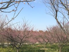 -上海海湾国家森林公园