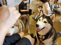 -Husky Go! 哈士奇体验馆·宠物咖啡厅狗咖