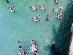 -长白岛森林公园