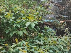 -广州市白云山风景名胜区