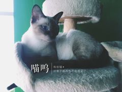 -喵店&猫咖