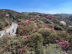 -贵州百里杜鹃风景名胜区