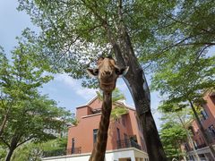 -灵玲国际马戏城