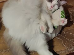 -猫猫幼稚园·撸猫·桌游·电玩