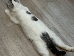 -柴迷FANS CLUB·柴犬狗咖·猫咖