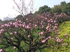 -南汇桃花村