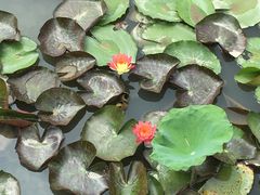 -大湾区中央湿地公园