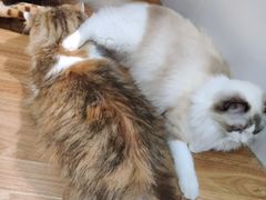 -COLOR PETS 撸猫馆·购猫·猫咖(长风大悦城店)