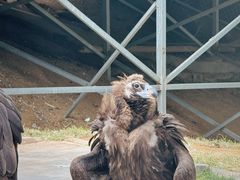 -西霞口神雕山野生动物世界