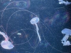 -欢乐海岸海洋奇梦馆