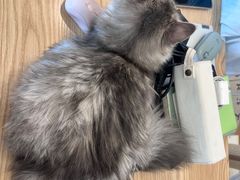 -有喵·猫咖·狗咖·30几只猫10只小狗(岗厦店)