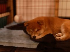 -美联众合动物医院·24h转诊中心