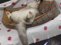 -特一安24小时宠物医院·骨科·中兽医