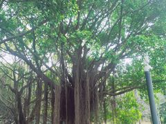 -深圳湾公园(南山区)