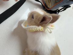 -美迦爱-牙专科·兔科·骨科诊疗中心(北苑店)