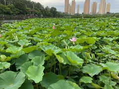 -前关湿地公园