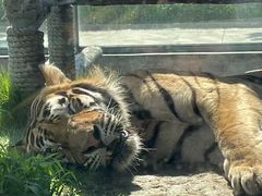 -西霞口神雕山野生动物世界