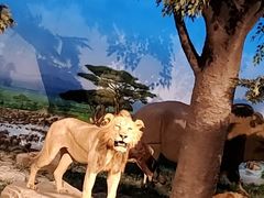 -国家自然博物馆