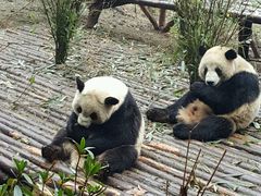 -成都大熊猫繁育研究基地