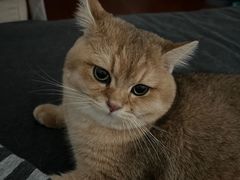 -猫十亿·布偶金渐层·曼基康矮脚猫舍(青年路店)