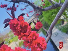 -海棠花溪(元大都城垣遗址公园)