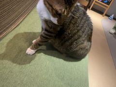 -御宝贝·A梦猫科宠物医院(国际猫友好医院)