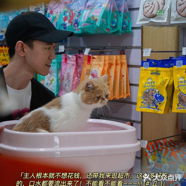 宇宙萌宠“甜茶🐱”日记|办个VIP做宠物届顶流🚀