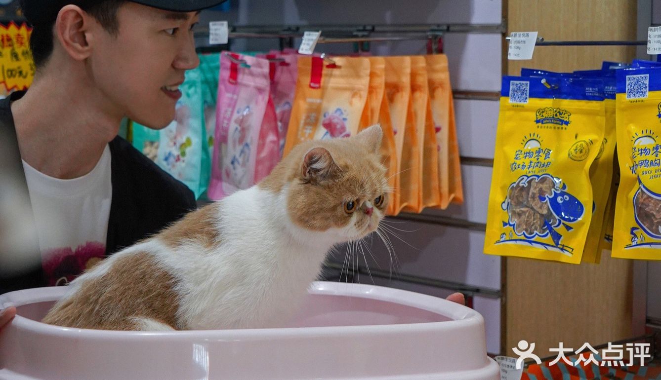 宇宙萌宠“甜茶🐱”日记｜办个VIP做宠物届顶流🚀